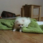 사랑스러운 우리또순이 2탄