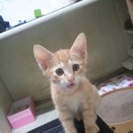 [고양이] (숨멎주의) 치즈김밥 삐약거리던 아<b>깽이</b>시절 치즈편