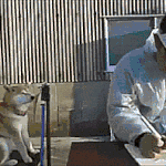 [ㅋㅋㅋ] (수능,고시) 합격 하고싶습니까?? 그럼 개를 키우십시오...