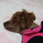 [EXO] <b>악개들</b> 정말의미없다.......한심.....