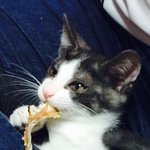 [댓글부탁] 우리집고양이 <b>꼴통</b>