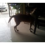 [라틴박우물] peru 개나 비들기나 민생고