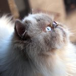 [아리와베리] [아리와베리]창가의 두 고양이!