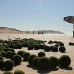 [추억파리여] 호주 시드니에 나타난 정체불명 녹색알