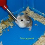 [EXO] <b>햄찌</b> 수분 보충할때