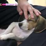 [EXO] 아까 오이귀여워서 캡쳐해놈ㅠㅠㅠㅠ