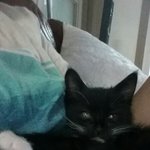 [고양이] 까만고양이 김밥이의 아<b>깽이</b> 시절~