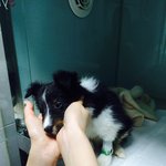 충무로 애견샵에서 데려온 우리강아지가 죽었어요