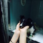 [꼭봐주세요] <b>충무로</b>에서 데려온 강아지가 죽었는데 너무억울해요 꼭좀...