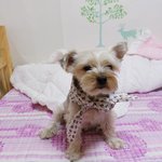 우리집 <b>할배</b>강아지 해피옹입니다