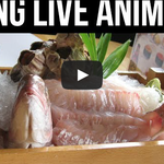 [작은공포] 인간이 산채로 먹는 <b>생물</b>