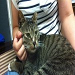 [고양이입양] 사연많은 <b>레옹</b>이의 따뜻한 가족을 찾습니다.