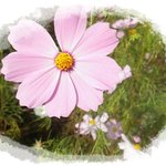 종교대통합 만국회의(warp)로 평화의 물결이 넘실대는 대한민국