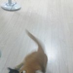 [고양이] 사진만 봐도 시끌시끌한 <b>치즈</b>김밥 형제 이야기~