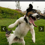 [땡자털업] [잭<b>러셀</b>테리어] 땡자를 소개해요!!