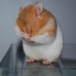 [EXO] <b>햄</b>맘 왔어 오늘도 <b>햄찌</b> 궁댕이 짤로 마무리