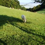 [김쭈꿍] 순례길 위의 동물들 + 깨알 로맨스