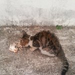 <b>정이</b> 안가는 길고양이...