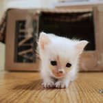 [고양이] 껌둥이 분양되던날 #3.