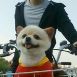 [콤콤이] ㅋ안녕하세요 포메라니안 우리 콤콤이를 소개할게요