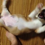 [<b>웰시</b>코기] <b>웰시</b>코기 라이가 돌아왔습니다!!!