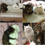 [별옹] 우리 고양이는 물을 특이하게 먹어요!ㅋ