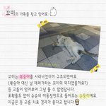 [고양이] 발라당쟁이 요조<b>숙녀</b> 꼬미가 사랑으로 품어주실 집사님을...