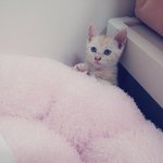 [뭉이사랑] [뭉이]심쿵주의!! 몰해도 너무나 이쁜 우리 뭉이~~
