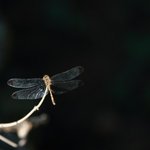 [19] 19) <b>잠자리</b>가 싫어요....