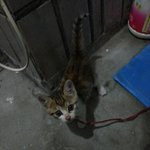 <b>미묘</b>의 매력을 가진 코숏 체리를 소개할게요 ^^