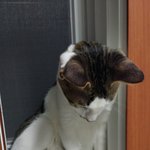 [두마리냥이] 똥꼬발랄 두마리 냥이 이야기-3화