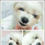 <b>뽀삐</b>야 하늘에서는 안아프니...