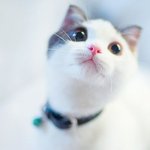 <b>집사</b>님 중 페북하는 분들??