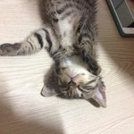 [고양이] 껌둥이 분양되던날 [번외] 아가들 엄마 초<b>미묘</b> 호두