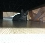 [고양이] 우리집 <b>꽁치</b>를 소개해요