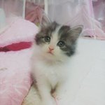 [우리고양이] 우리하늘이 ~~~