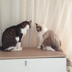 [탑과라떼] 코숏냥 탑과 렉돌냥 라떼의 일상