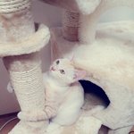 [뭉이사랑] [뭉이] 집있는 남자.. 우리 뭉이~