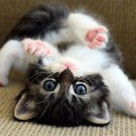 사랑스러운 아기 <b>동물</b>들 모음