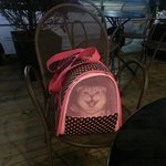 [<b>리오</b>호빵] 스코티쉬폴드 <b>리오</b> 외출했어요!!!!