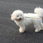 [추억파리여] 이별<b>보복</b>으로 여친의 애견을 잡아서 먹임