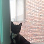 [고양이] 개냥이 치즈김밥 이야기!