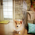 [밤바랑요다] 골든누나 밤바&amp;웰시동생 <b>요다</b> 왔어요~