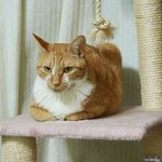 귀염 돋는 고양이의 식빵<b>자세</b>