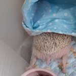 [고슴도치] 태어난지158일 된 고슴도치 <b>위시</b>예요 ^_^