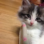 [놀숲고양이] 우리하늘이~~(2)
