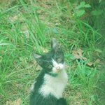 [길냥이] 첨으로 길냥이 식구 만나 감동받았어요