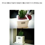 [공포베스트] 2천원짜리 <b>선인장</b>을 엄마에게 맡겼더니..jpg