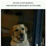 [콜로라도] 오늘도 풍요로운 단풍국(<b>비버</b>국) 근황jpg