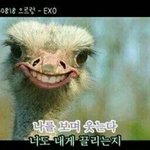 [EXO] 나는 설리 아직 좋아하는데